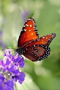 Preview wallpaper butterfly, wings, flower, pattern