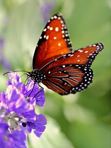 Preview wallpaper butterfly, wings, flower, pattern