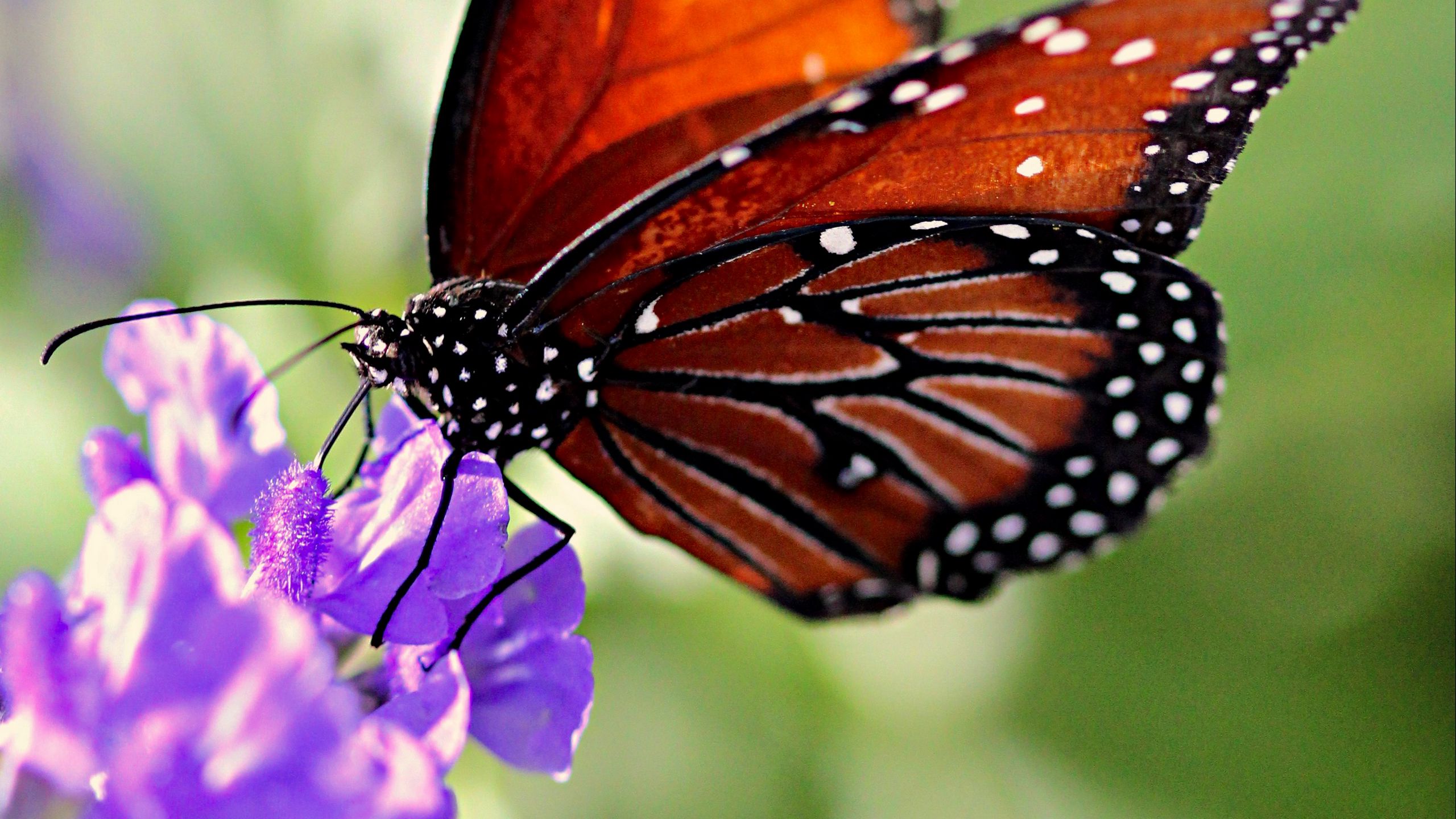 Download wallpaper 2560x1440 butterfly, wings, flower, pattern