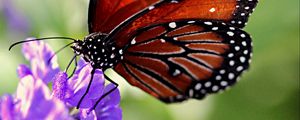 Preview wallpaper butterfly, wings, flower, pattern
