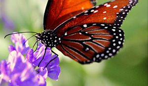 Preview wallpaper butterfly, wings, flower, pattern