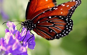 Preview wallpaper butterfly, wings, flower, pattern