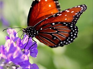 Preview wallpaper butterfly, wings, flower, pattern
