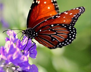 Preview wallpaper butterfly, wings, flower, pattern