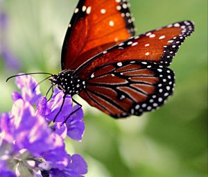 Preview wallpaper butterfly, wings, flower, pattern