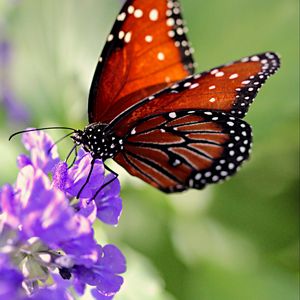 Preview wallpaper butterfly, wings, flower, pattern