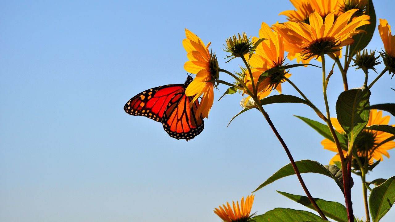 Wallpaper butterfly, wings, flower, sky