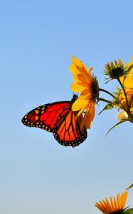 Preview wallpaper butterfly, wings, flower, sky