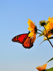 Preview wallpaper butterfly, wings, flower, sky