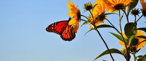 Preview wallpaper butterfly, wings, flower, sky