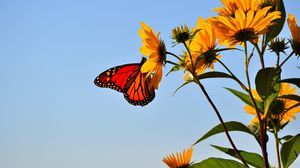 Preview wallpaper butterfly, wings, flower, sky