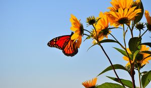 Preview wallpaper butterfly, wings, flower, sky