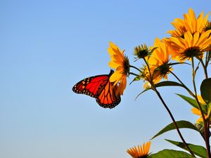 Preview wallpaper butterfly, wings, flower, sky