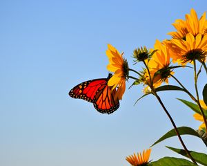 Preview wallpaper butterfly, wings, flower, sky