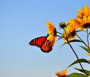 Preview wallpaper butterfly, wings, flower, sky