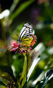 Preview wallpaper butterfly, wings, flower, macro