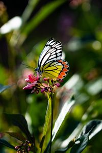 Preview wallpaper butterfly, wings, flower, macro