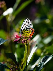 Preview wallpaper butterfly, wings, flower, macro
