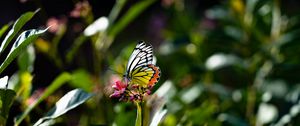 Preview wallpaper butterfly, wings, flower, macro