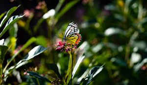 Preview wallpaper butterfly, wings, flower, macro