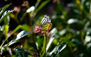 Preview wallpaper butterfly, wings, flower, macro