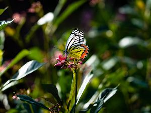 Preview wallpaper butterfly, wings, flower, macro