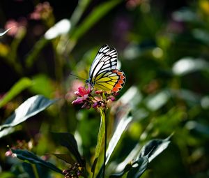 Preview wallpaper butterfly, wings, flower, macro