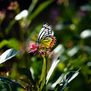 Preview wallpaper butterfly, wings, flower, macro