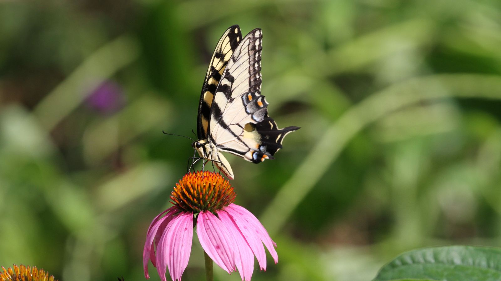 Download wallpaper 1600x900 butterfly, wings, flower, pattern, macro ...