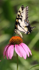 Preview wallpaper butterfly, wings, flower, pattern, macro