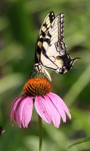 Preview wallpaper butterfly, wings, flower, pattern, macro