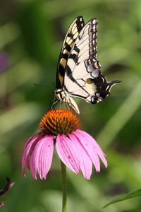 Preview wallpaper butterfly, wings, flower, pattern, macro