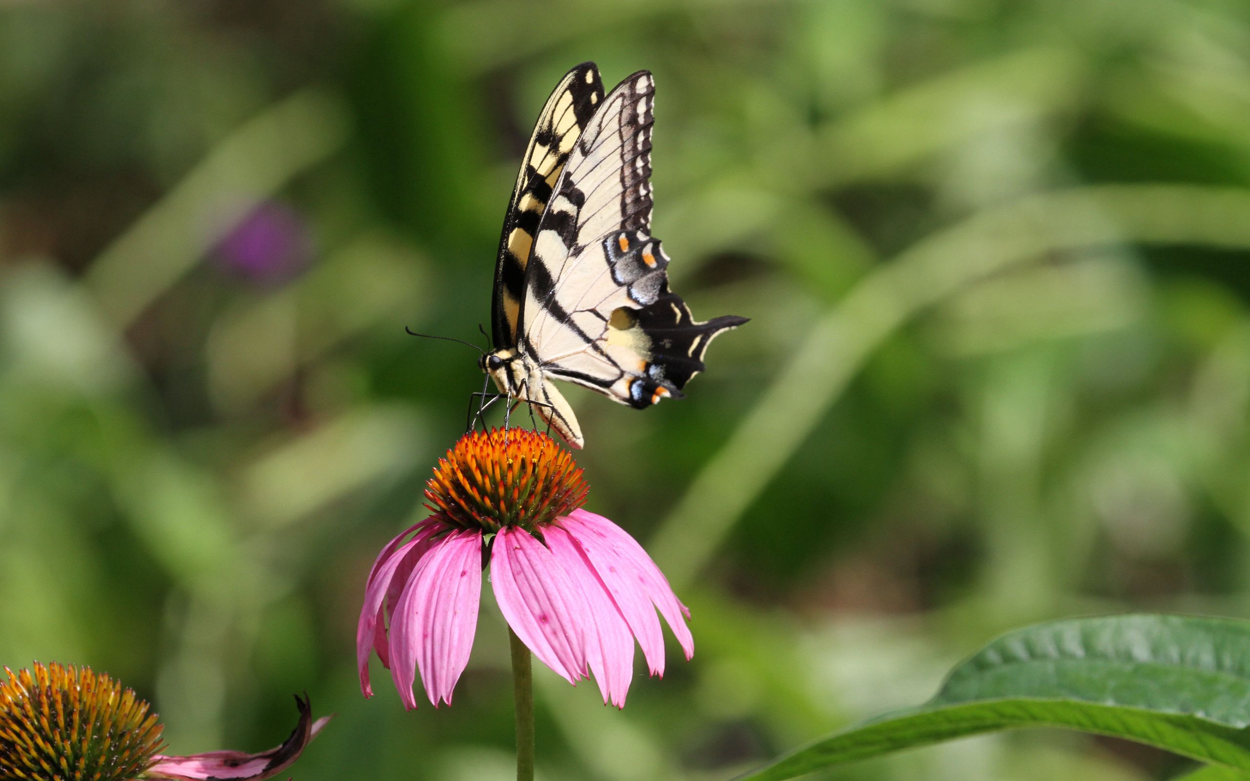 Download wallpaper 2560x1600 butterfly, wings, flower, pattern, macro