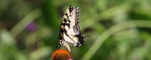 Preview wallpaper butterfly, wings, flower, pattern, macro