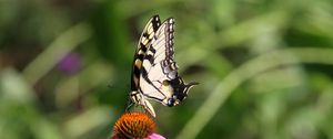 Preview wallpaper butterfly, wings, flower, pattern, macro