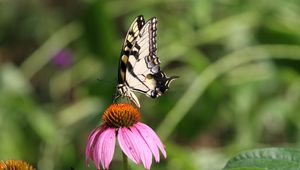 Preview wallpaper butterfly, wings, flower, pattern, macro