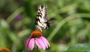 Preview wallpaper butterfly, wings, flower, pattern, macro