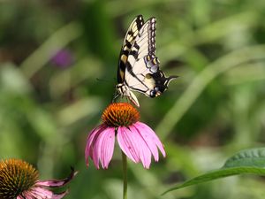 Preview wallpaper butterfly, wings, flower, pattern, macro