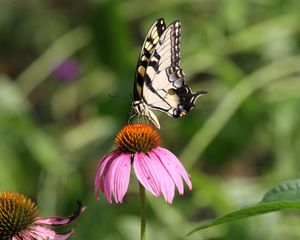Preview wallpaper butterfly, wings, flower, pattern, macro