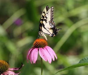 Preview wallpaper butterfly, wings, flower, pattern, macro