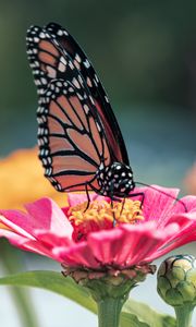 Preview wallpaper butterfly, wings, flower, petals
