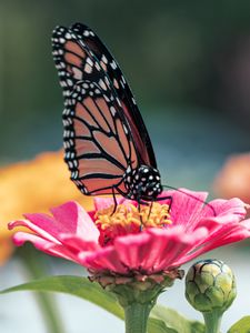 Preview wallpaper butterfly, wings, flower, petals