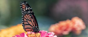 Preview wallpaper butterfly, wings, flower, petals