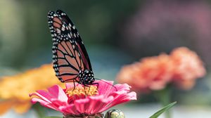 Preview wallpaper butterfly, wings, flower, petals