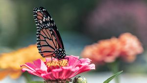 Preview wallpaper butterfly, wings, flower, petals