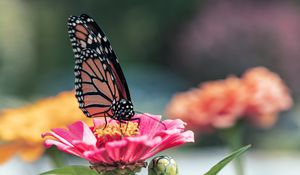 Preview wallpaper butterfly, wings, flower, petals