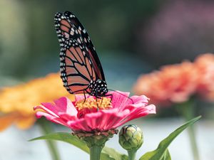Preview wallpaper butterfly, wings, flower, petals