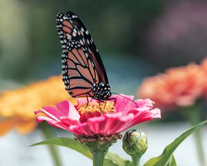 Preview wallpaper butterfly, wings, flower, petals