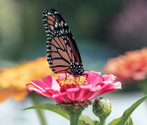 Preview wallpaper butterfly, wings, flower, petals