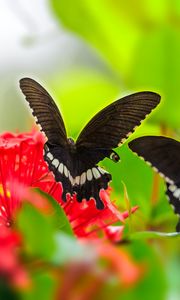 Preview wallpaper butterfly, wings, flower, leaves, macro